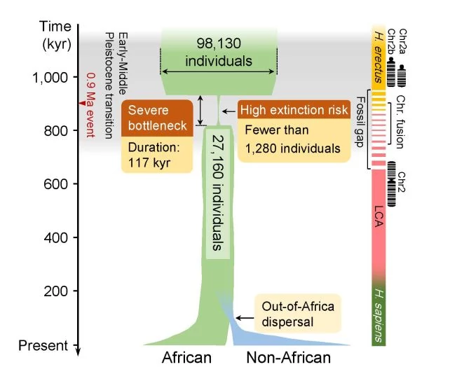 Wykres pokazujący, jak zmieniała się populacja praprzodków ludzkości