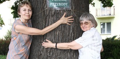 Nie pozwolimy wyciąć Fredka. Dąb ma 200 lat