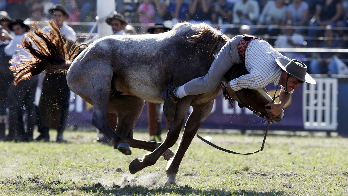 A gaucho rides a wild horse during the annual celebration of Criolla Week in Montevideo