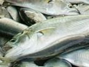 Wilbo zamierza znacząco poprawić wyniki oraz pozyskać dofinansowanie w tym roku