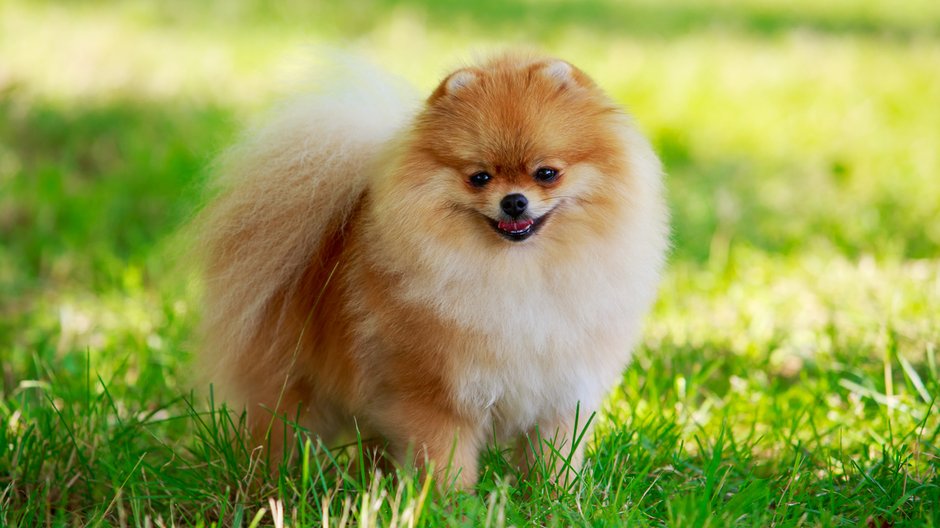 Pomeranian to pies o bardzo przyjacielskim charakterze -  deviddo/srock.adobe.com