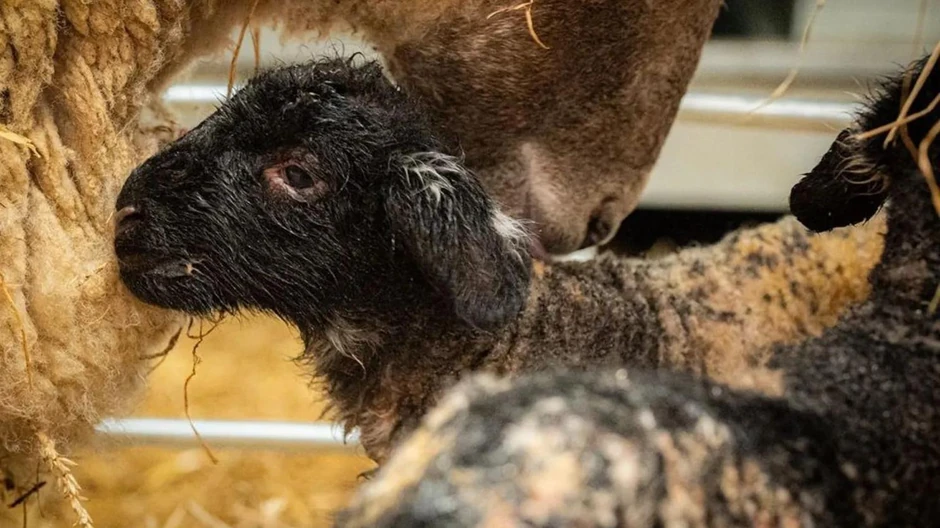 BBC | Foto: Dalscone Farm