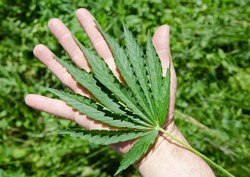 Konopie włókniste, czyli jak policja zamyka za nieposiadanie marihuany