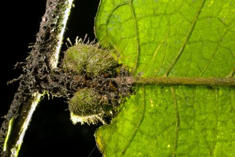 Mrówki budują pułapki w roślinie Hirtella physophora, z którą żyją w pełnej symbiozie