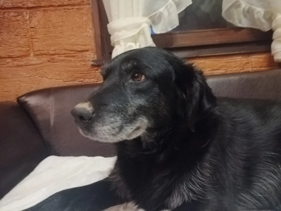 Otrovana Mila po kojoj je jedna ulica u Velikoj Remeti dobila ime