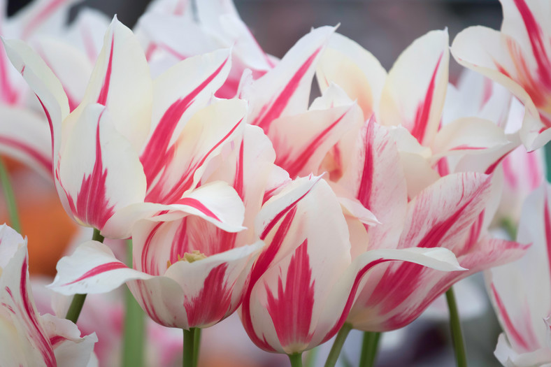 Tulipany liliokształtne "Marilyn"