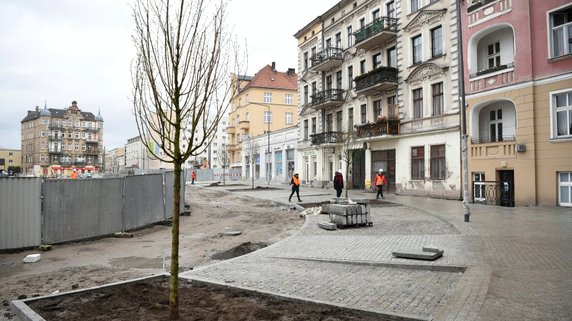 Rynek Łazarski w Poznaniu: nasadzono nowe drzewa i krzewy!