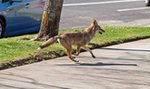 Kojot rzucił się na dwuletnie dziecko. Pokazali straszne nagranie. Trwa obława za agresywnym zwierzem