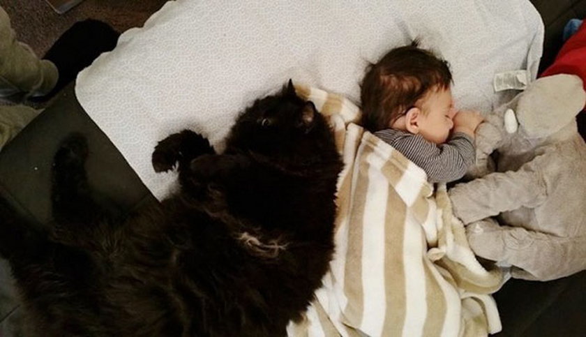 Kotka Panda pokochała Seana jeszcze przed jego urodzeniem