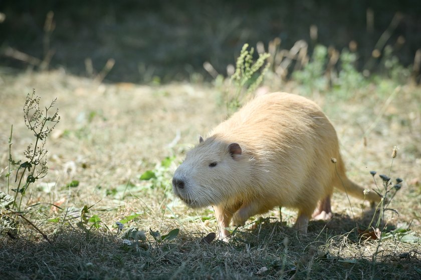 Karolina jest szczęśliwą właścicielką nutrii !