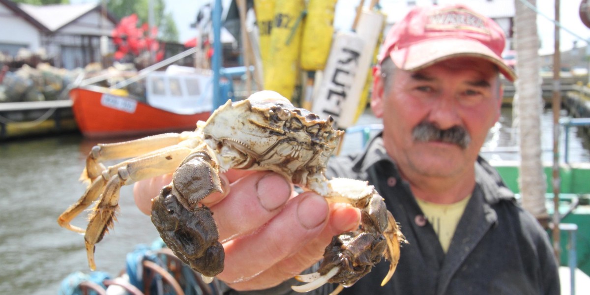 Chiński krab w Bałtyku!