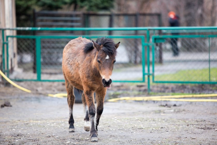 Wstęp do Starego ZOO będzie za darmo