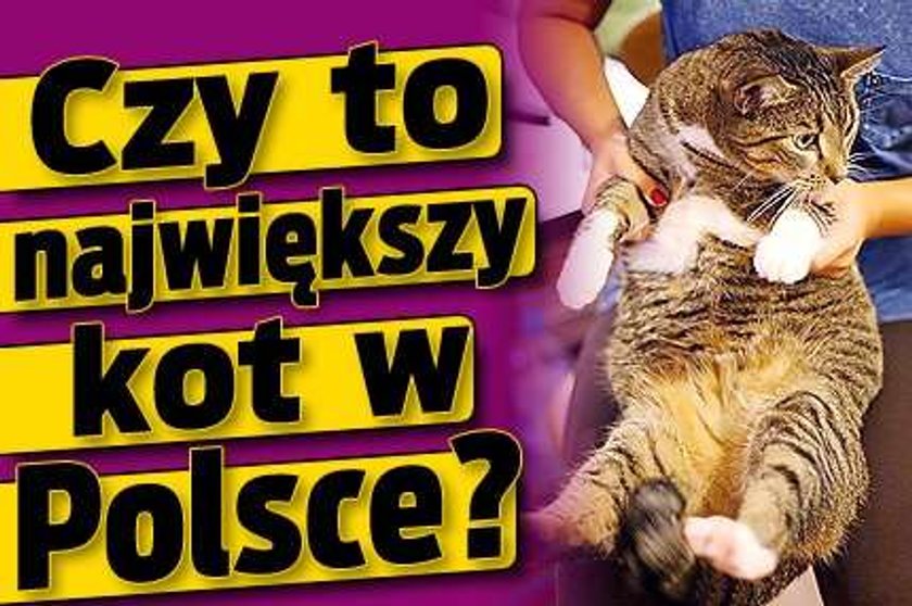 Czy to największy kot w Polsce?