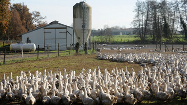 Francja: ministerstwo rolnictwa informuje o poważnym ognisku ptasiej grypy