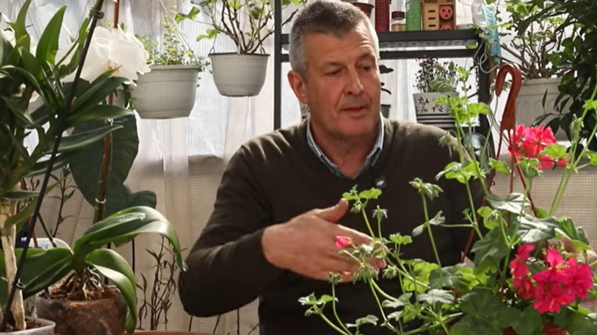 Tajni trikovi ZA NAJLEPŠE PROLEĆNE TERASE: Srpski stručnjak za cveće otkriva greške koje uništavaju biljke, ali i CAKE da vam DRVO NOVCA i orhideje cvetaju i bokorima