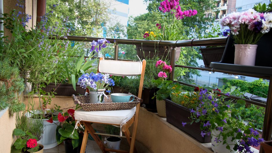 Najlepsze kwiaty na balkon. Niektóre już niedługo zakwitną 