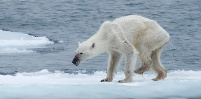Wychudzony niedźwiedź polarny przestrogą dla ludzkości?