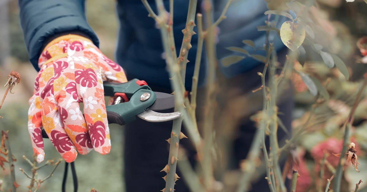 Czy róże przycina się jesienią? Najlepszy termin cięcia róż