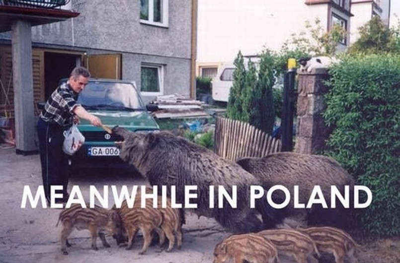 "Meanwhile in Poland". Internet śmieje się z Polaków