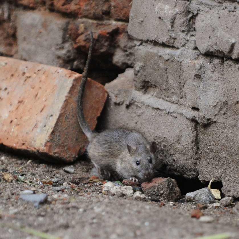 Szczur przy murze