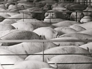 Gospodarstwa liczące tysiąc i więcej sztuk świń to zaledwie 1 proc. wszystkich gospodarstw posiadających trzodę, ale to one produkują 38 proc. polskiej wieprzowiny