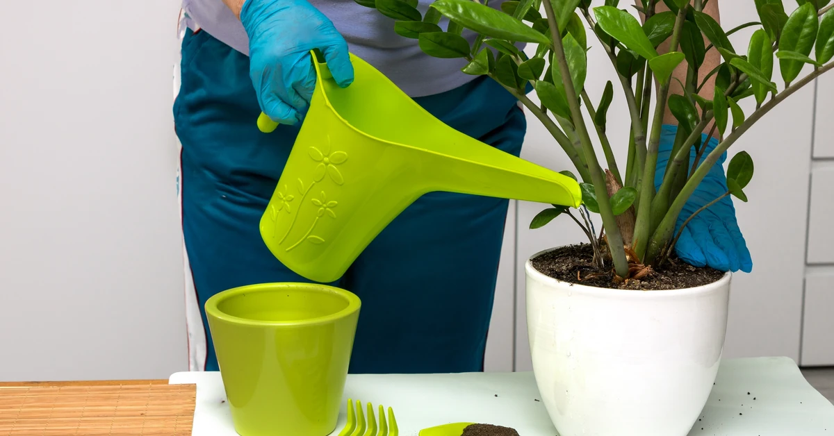 Rozpuść łyżeczkę w szklance wody i podlej zamiokulkasa. Będzie rósł jak szalony