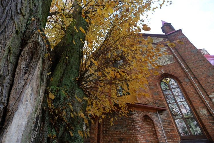 Kilkusetletnia lipa rosnąca w przy kościele pw. Przemienienia Pańskiego w Cielętnikach