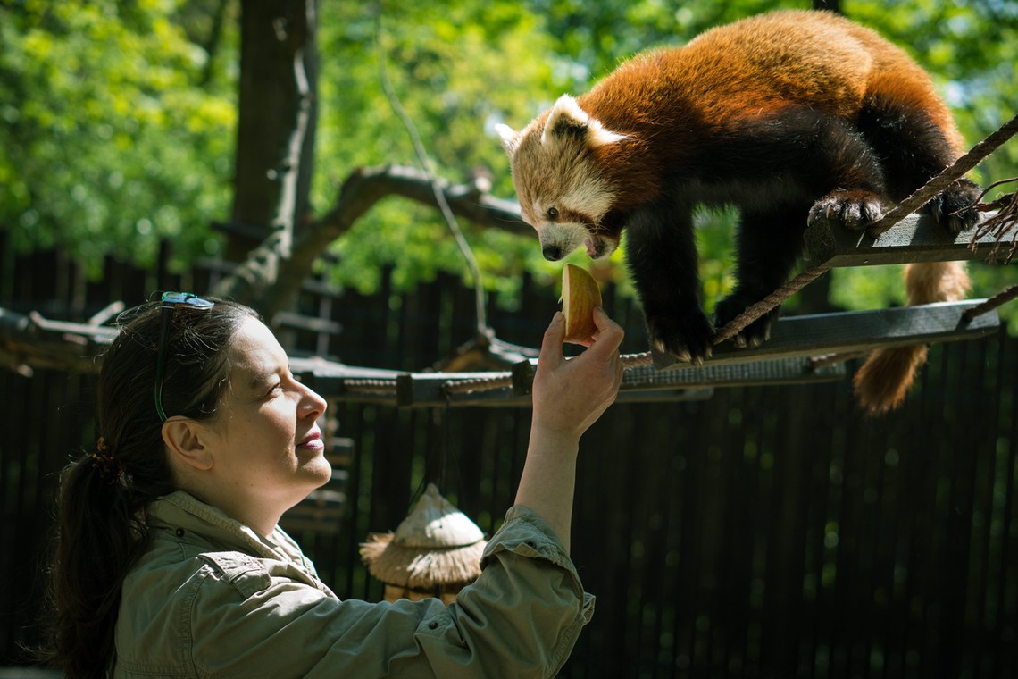 2017 r., Ewa Zgrabczyńska karmi pandy rude w poznańskim zoo