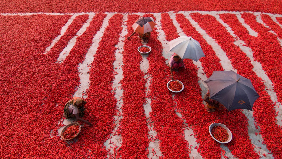 Red Chilies Pickers