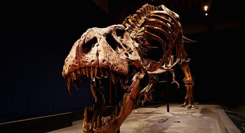 Scientists have uncovered fewer than 100 T. rexes.Dean Mouhtaropoulos / Staff / Getty Images