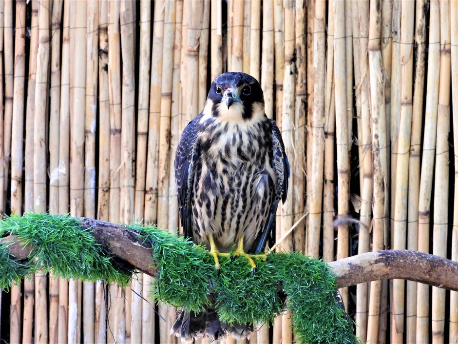 Soko lastavičar pušten u prirodu