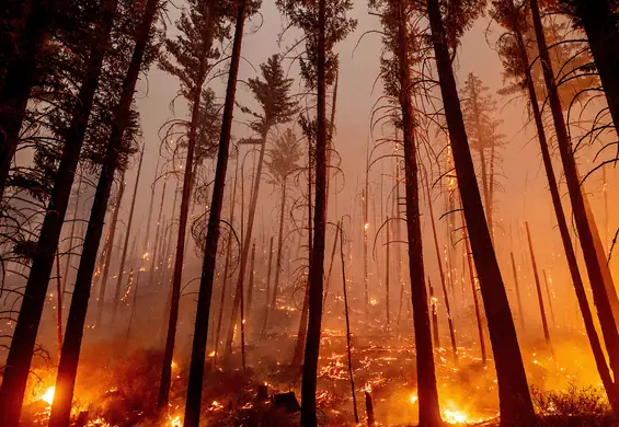 Kalifornia płonie. "Dixie" ogłoszono największym pojedynczym pożarem w historii stanu