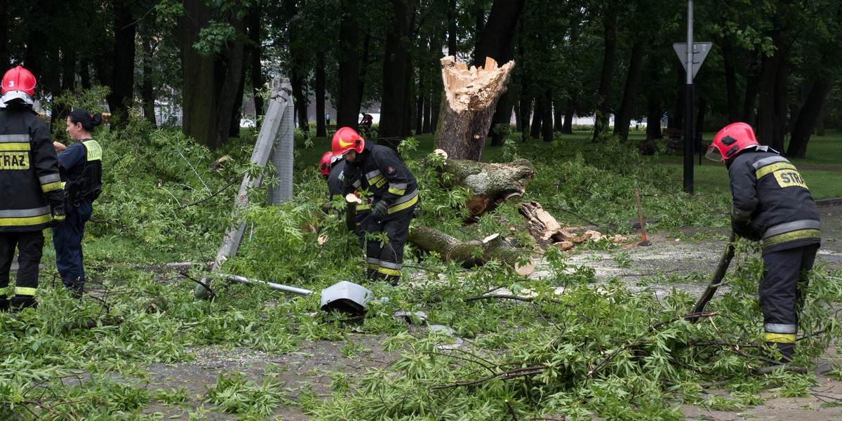 Powalone drzewo zniszczyło samochód na ul. Targowej w Łodzi