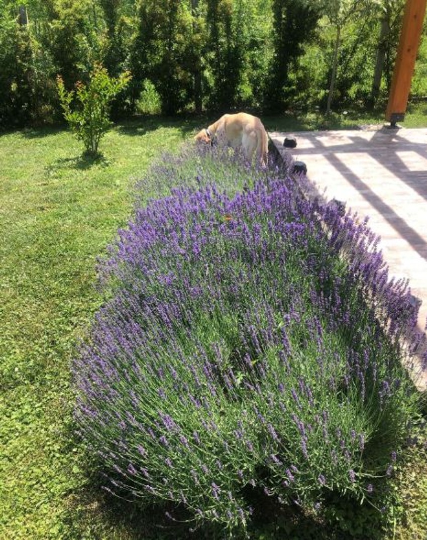 Kuća Suzane Mančić