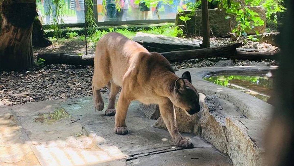 Puma trafiła do chorzowskiego zoo. Finał poszukiwań