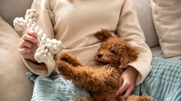 koniec opłaty za psa w 2026 roku? jest projekt, związkowcy przeciwni