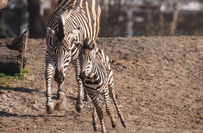 Pasiasta piękność bryka w zoo