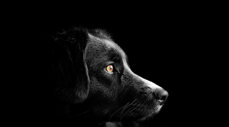 Brutális kutyatámadás / Illusztráció / Fotó: Pixabay