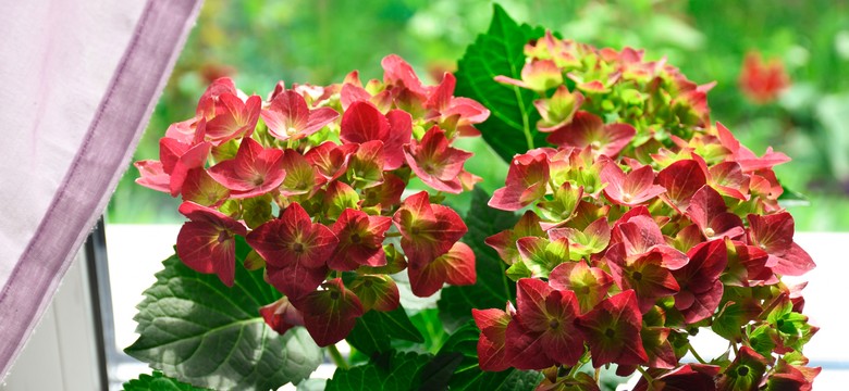 Jak zadbać o hortensję zimą? Oto kilka ważnych rad