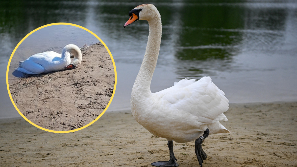 Smutny widok na plaży w Gnieźnie. Ludzie chcieli dobrze, to ogromny błąd