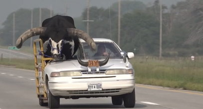 Niewiarygodne! Rolnik wiózł byka na przednim "siedzeniu"