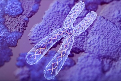 Óriási felfedezés: a telomerek  jelzőfehérjéi figyelmeztethetnek a rákra