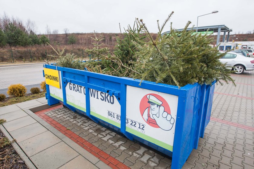 Poznańskie choinki wracają do środowiska