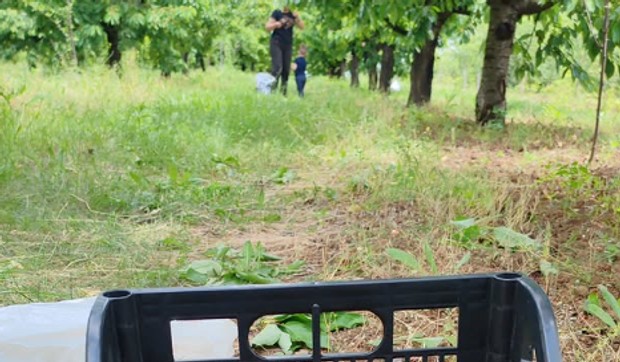 Milan Dinčić Dinča sa sinom u berbi