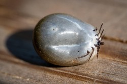 Inwazja kleszczy na Pomorzu. Coraz więcej mieszkańców choruje na boreliozę