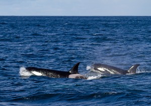 Orka