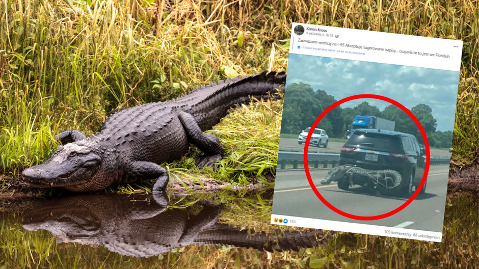 Aligator wieziony na zderzaku samochodu na Florydzie