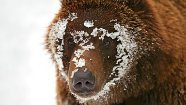 Niedźwiedź w rejonie Babiej Góry nie zapadł w sen. Wszystkiemu winna pogoda