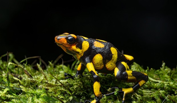 Harlekin žaba