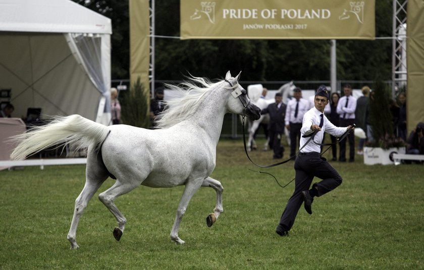 Aukcja koni arabskich Pride of Poland w Janowie Podlaskim